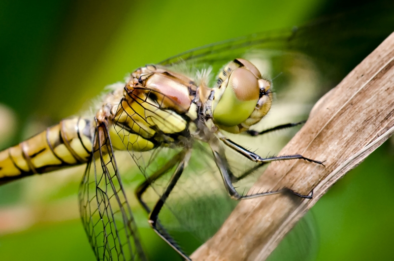 Photo Insectes