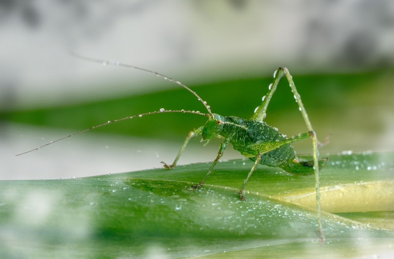 Photo Insectes Sauterelle verte