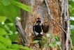 Photo nature