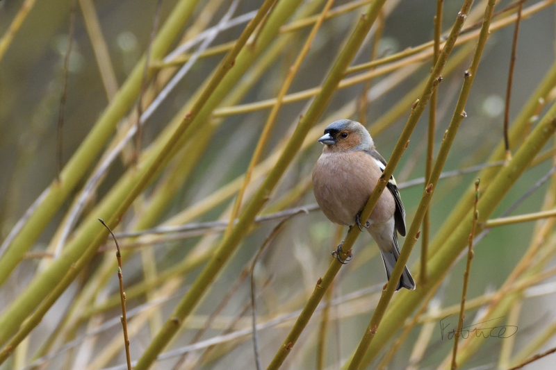 Photo Oiseaux