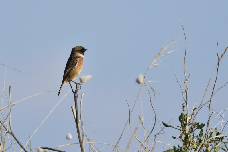 Photo Oiseaux