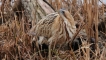 Photo nature