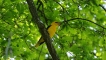 Photo nature