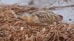 Photo nature