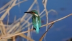 Photo nature