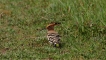 Photo nature