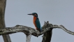 Photo nature