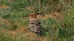 Photo nature