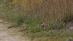 Photo nature