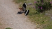 Photo nature
