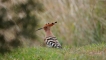 Photo nature