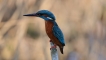 Photo nature