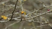 Photo nature