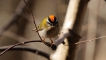 Photo nature