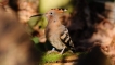 Photo nature
