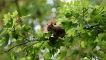 Photo nature