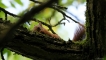 Photo nature