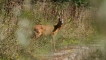 Photo nature
