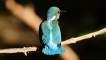 Photo nature