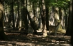 Photo nature