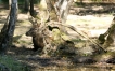 Photo nature