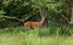 Photo nature