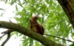 Photo nature