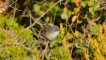 Photo nature