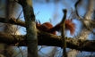 Photo nature