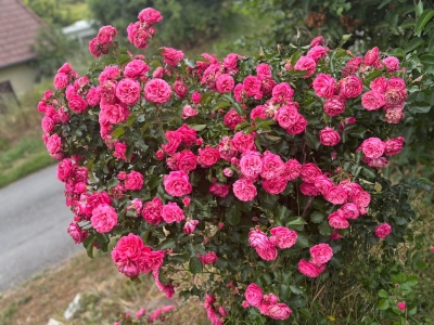 Photo nature