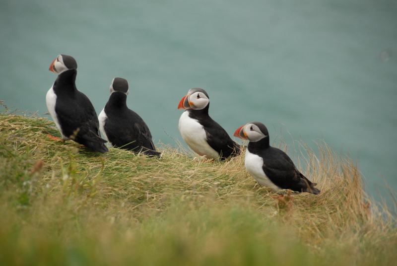 Photo Oiseaux