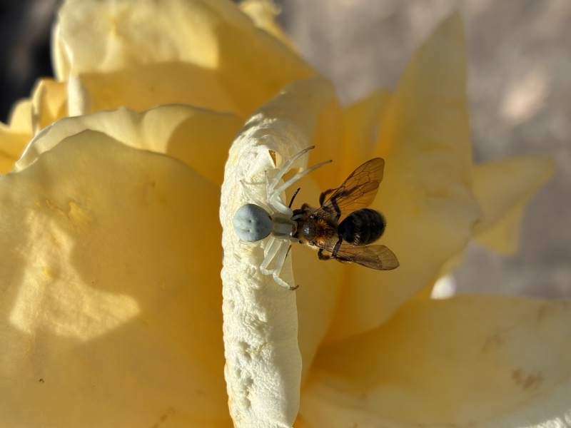 Insectes et Araignées