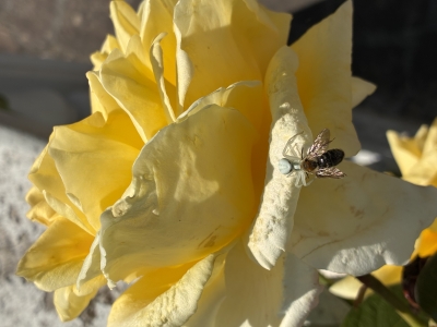 Photo nature