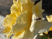 Photo nature