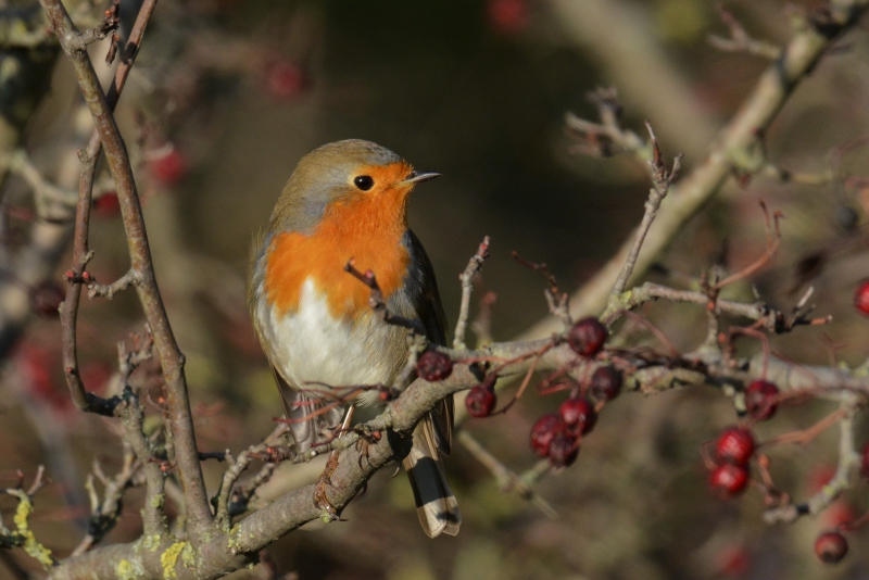 Rouge-gorge_10.12.2016.jpg