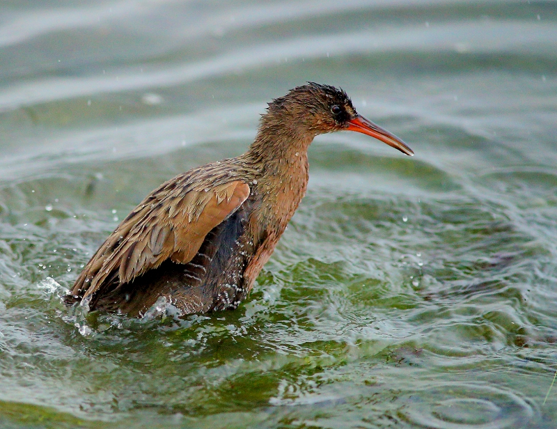Photo Oiseaux