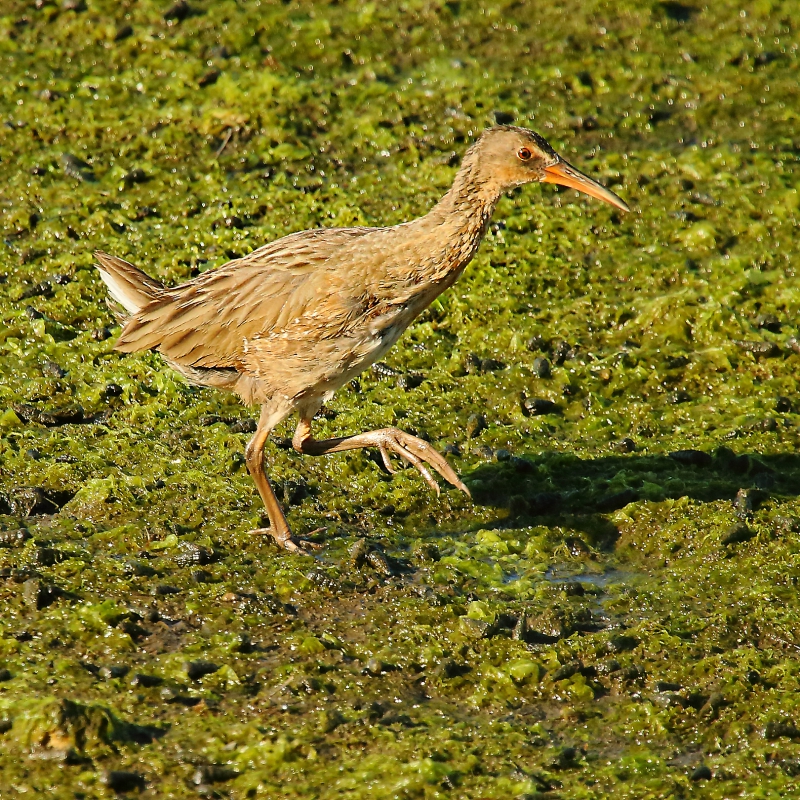 Photo Oiseaux