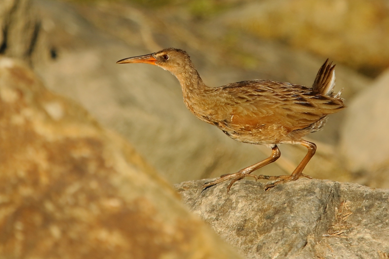 Photo Oiseaux