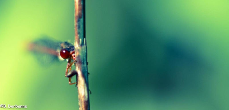 Photo Insectes libéllule