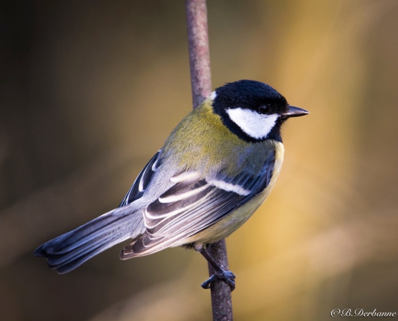 Photo Oiseaux Mésange charbonnière (Parus major)