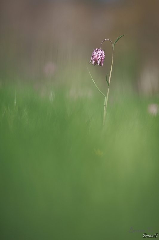 Photo Flore