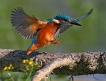 Oiseaux Martin-pêcheur d\'Europe (Alcedo atthis)