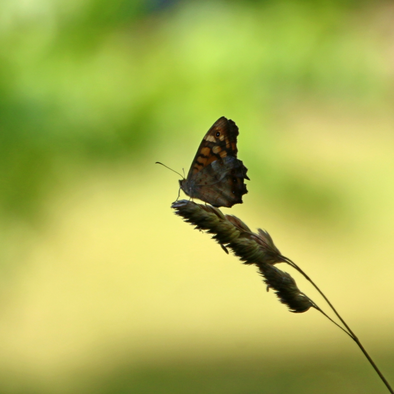 Photo Insectes
