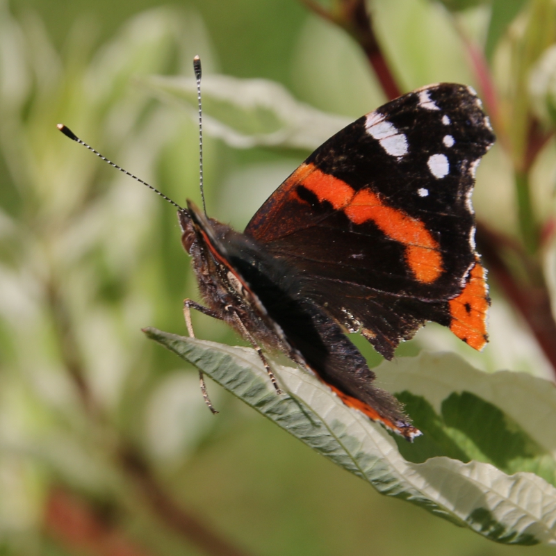 Photo Insectes