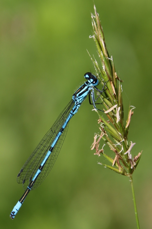 Photo Insectes