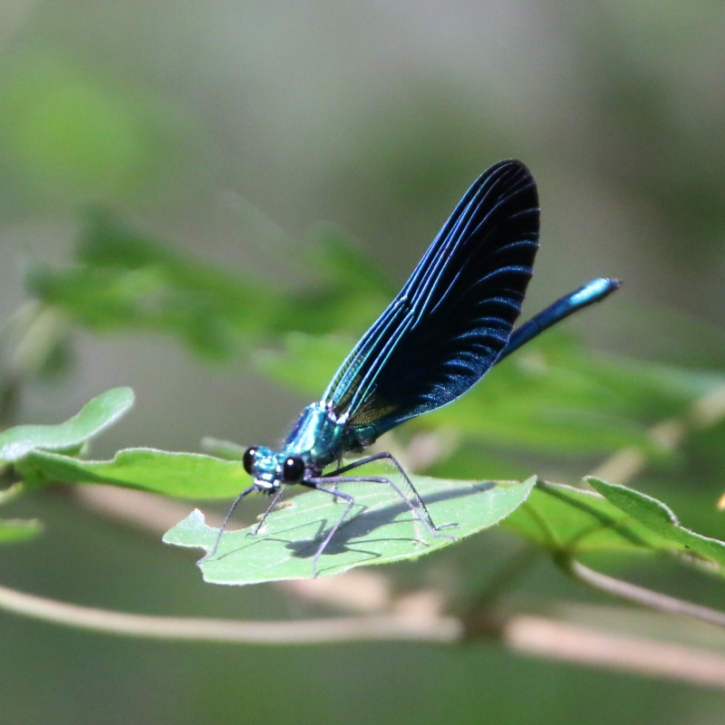Photo Insectes