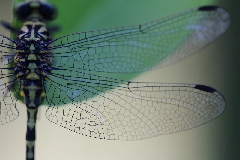 Photo Insectes