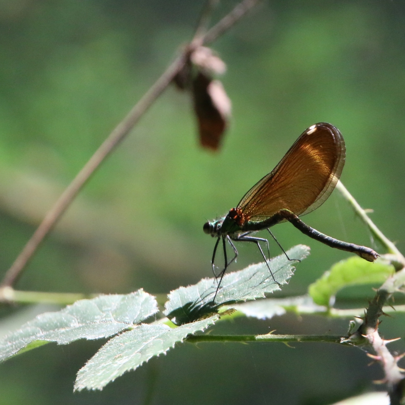 Photo Insectes
