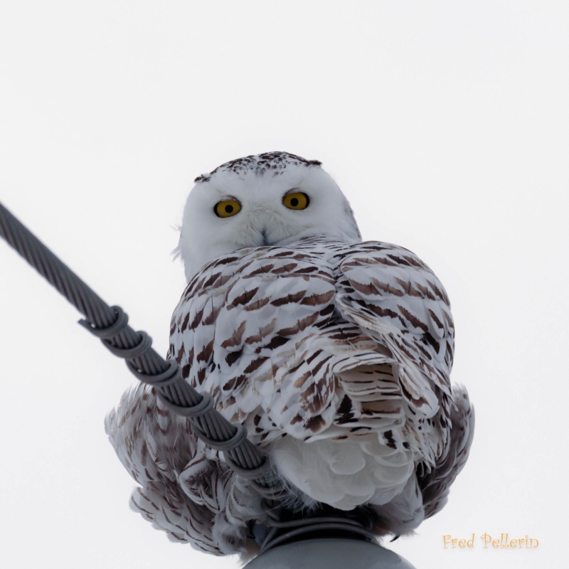 Photo Oiseaux