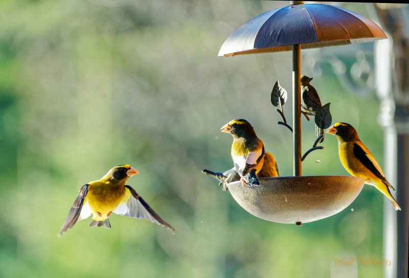 Photo Oiseaux
